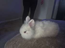BABY LOP Rabbits