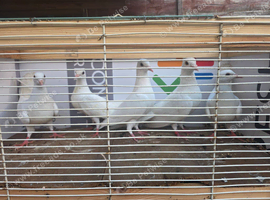 White pigeons