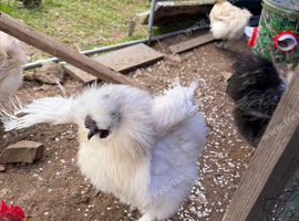 CHICKENS FOR SALE &ndash; POINT OF LAY HENS & ROOSTERS- SILKIE