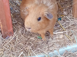 Beautiful female guinea pig