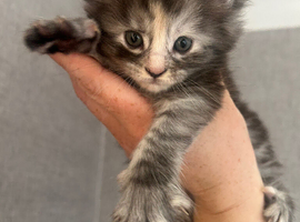 Full Maine Coon Kittens