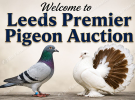 Racing pigeons