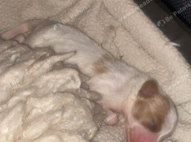 last pup left