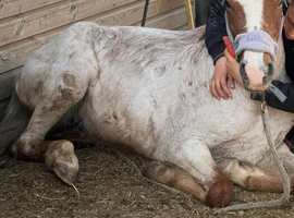 Beautiful first pony soft cuddly a true gem! Follows you everywhere