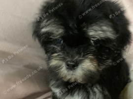Malshi puppies
