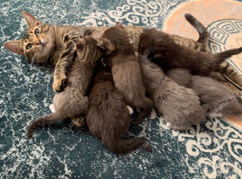 5 Kittens looking for new loving homes