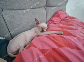 White colour sphynx  hairless cat lion cub