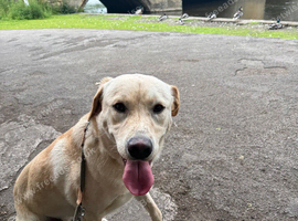 Gorgeous 13 month old labrador