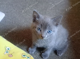 2 gorgeous kittens