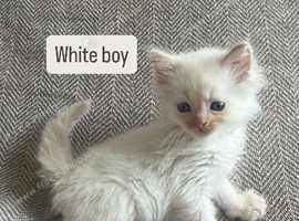 Beautiful Persian Kittens Looking for Their Forever Homes