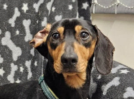 Miniature daschund 2.5 years old