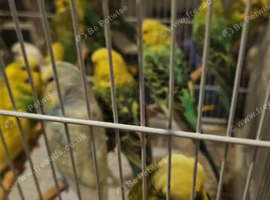 Budgie