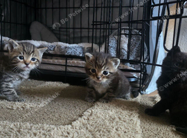 3 little cuties: 2 boys and one girl.