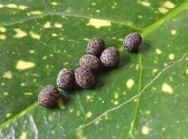 Peruphasma Schultei Black Beauty 10-15 eggs Stick Insects