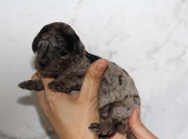 Health tested miniature poodle puppies