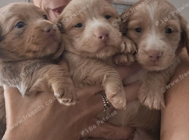 3 Gorgeous long haired males, RARE colours