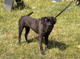 10month old male cane corso