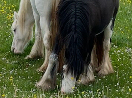Blagdon cob filly in foal
