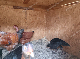 Desi hens. And aseel hens