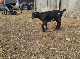 Two pygmy goat kids