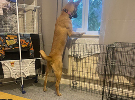 Doberman cross akita