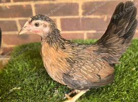Serama Pullets
