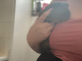Male guinea pig