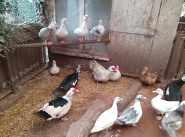 Muscovy...................males for sale.....