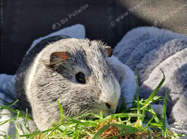 Female smooth agouit breed
