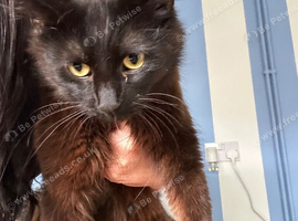 Cats to be rehomed