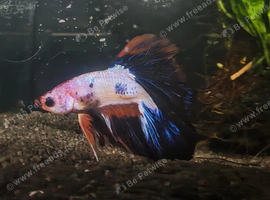 Betta Males &pound;20, females &pound;10, pairs &pound;25