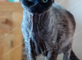 Devon Rex
