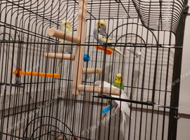 White male green male rainbow female and yellow female