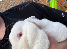Rabbit for sale