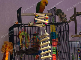 Jenday conure