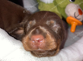 5* miniature dachshunds ready to leave dec 7th