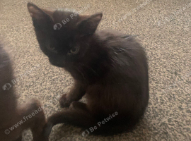 Russian black