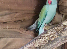 Ringnecks