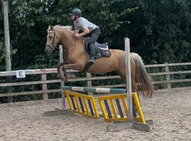 6yo palomino mare