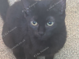 15 month old female for sale