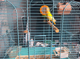 Lutino lovebird