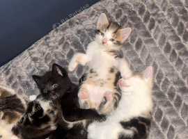 Kitten for sale