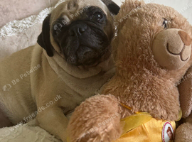 Pug