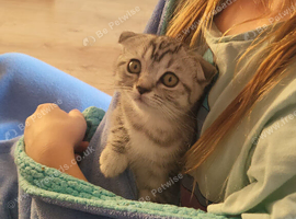 Ready to rehome Scottish fold
