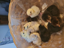 Day old chicks