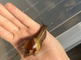 Giant African land snail (Lissachatina fulica)