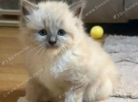 5 ragdoll girls ready next week
