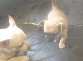 2 brown short haired deer head chihuahua pup's