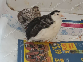 Available Tiny Button Quail Pair 1 x  Rarer Colour Tuxedo Pied Boy and 1 x Lovely Girl &pound;19 the pair