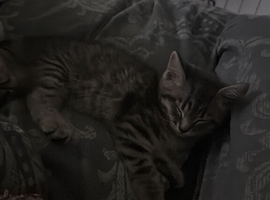 Greg tabby kitten